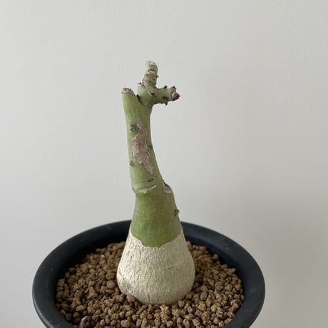 【新着】Adenia glauca【ツートーンカラーが可愛い小さめ塊根植物】 アデニア グラウカ