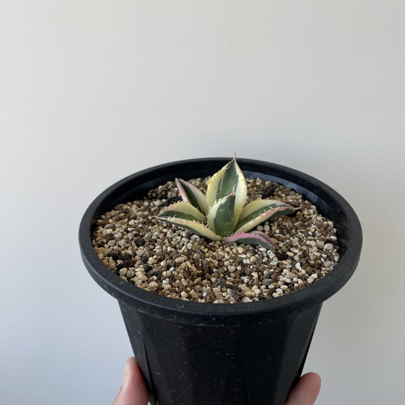 新着】Agave titanota Snaggle Tooth【斑入りの銘品】アガベ チタノ...