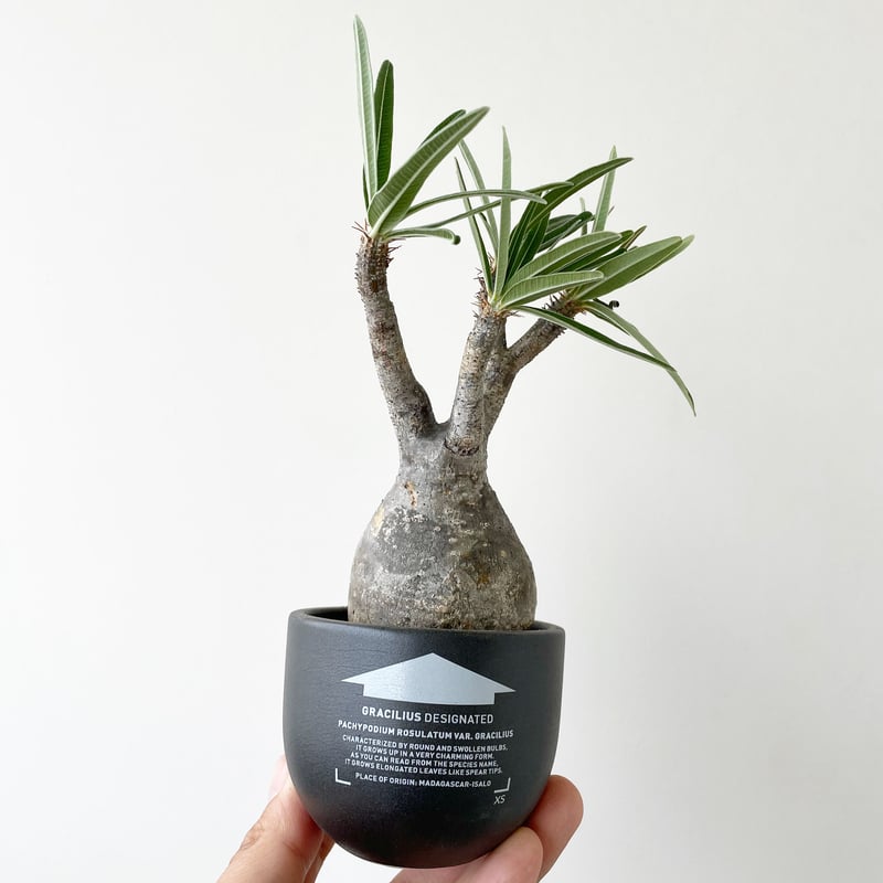 新着】VALIEM グラ専鉢 × パキポディウムグラキリス【XSsize/小さすぎ