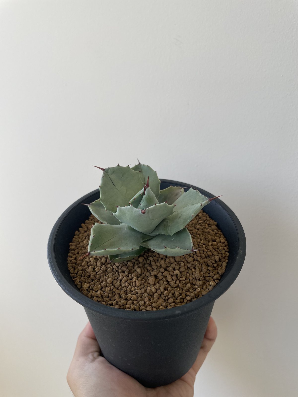 新着】Agave isthmensis ダルマイシスメンシス 【葉も太く良株】 | 青坊主-...