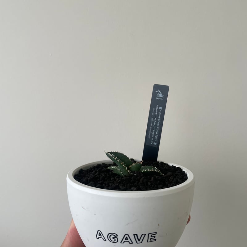 新着】Agave OTEROI SICILIANA【最高の国内TC苗】アガベ