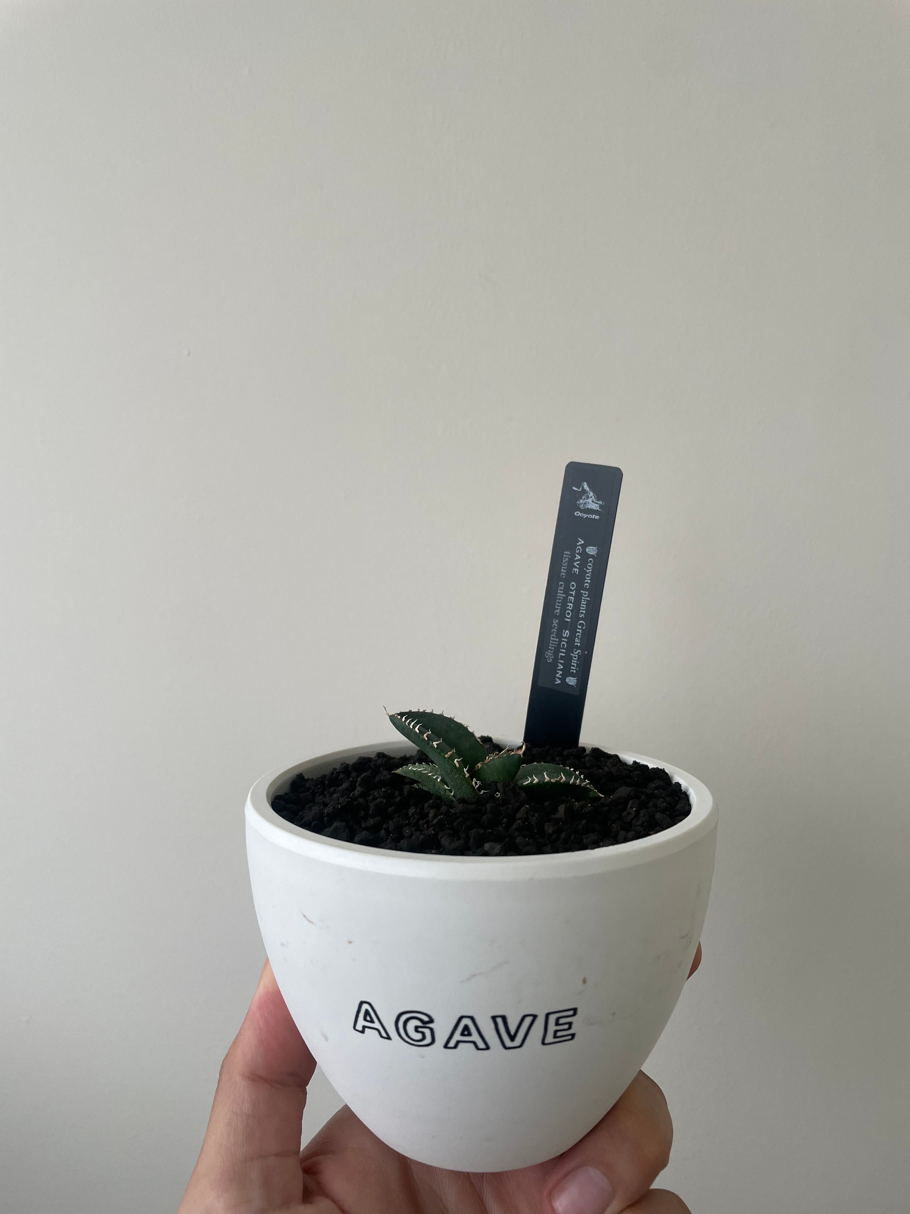 新着】Agave OTEROI SICILIANA【最高の国内TC苗】アガベ オテロイ シチ