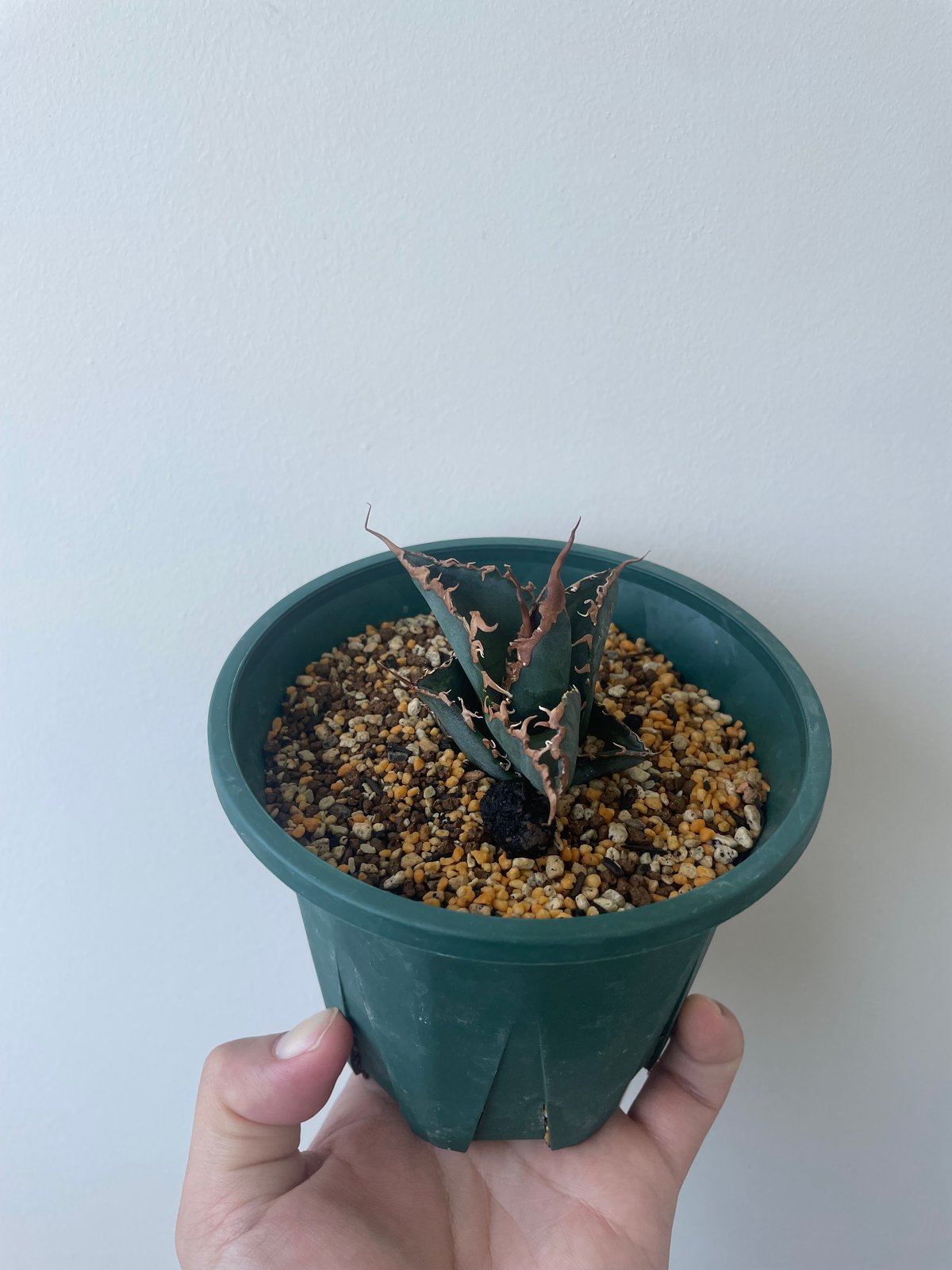 アガベ スーパーチタノタ CACTUS GREEN super titanota 新着】agave 