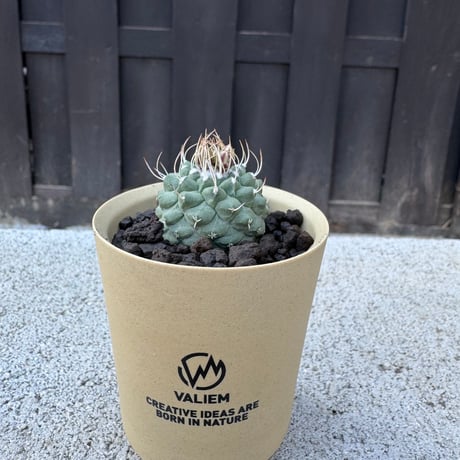 CATEGORY サボテン -cactus- | 青坊主-aobouzu- | 塊根植物と現代アート