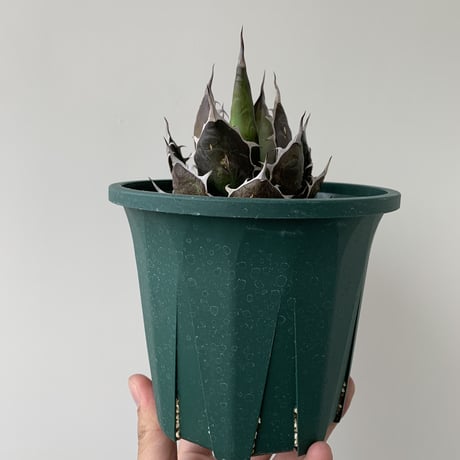 アガベ ホリダ ドワーフ カリフォルニア 陽炎 D.I.P鉢付き アガベ