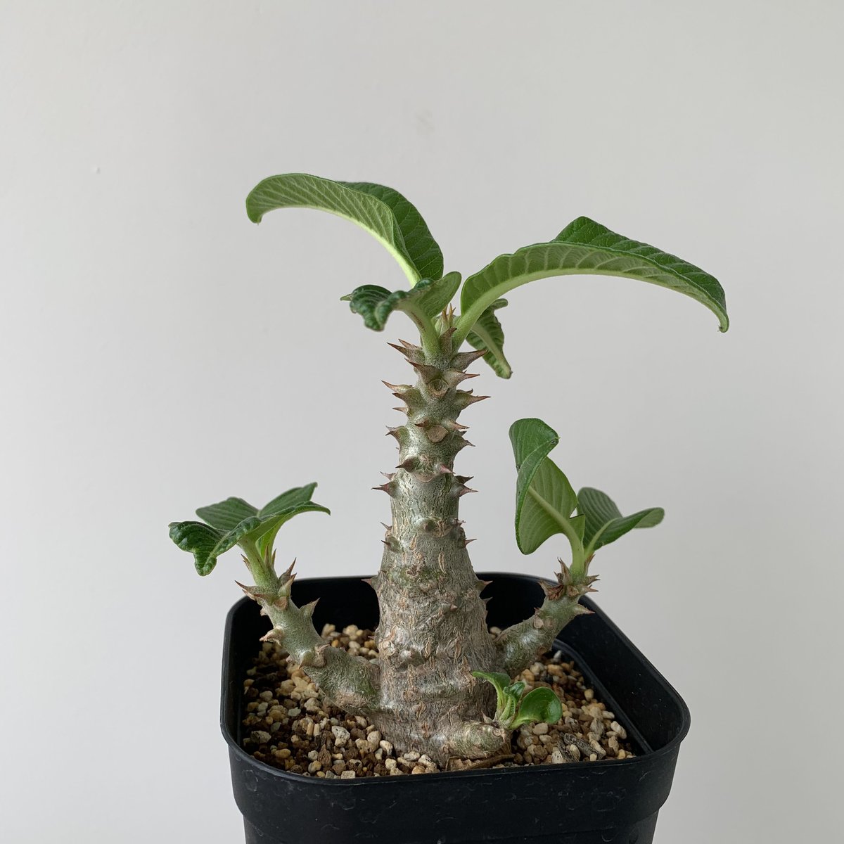 美形パキポディウムウィンゾリー