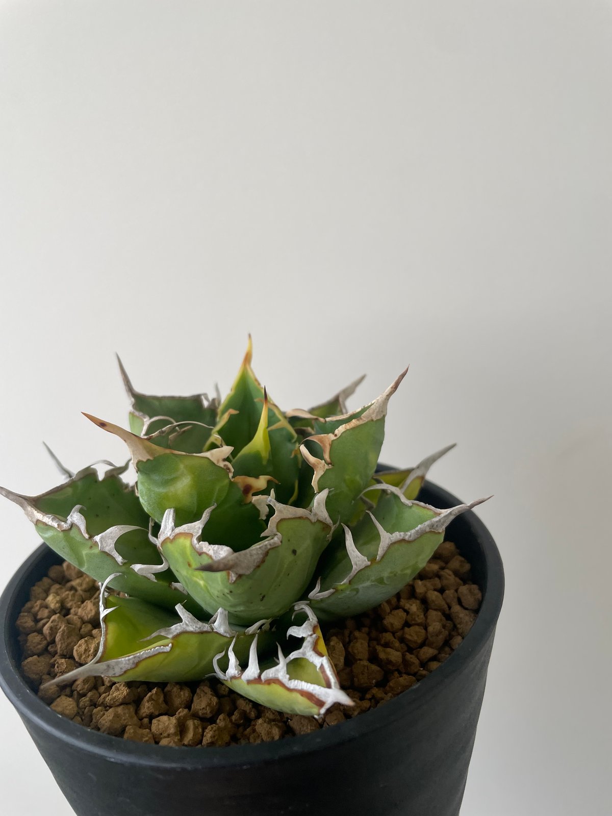 新着】Agave titanota WTC 2020-7【新潟産アガベ の最高峰】N PLA 新着】Agave titanota WTC 2020-7【新潟産アガベ の最高峰】N PLA