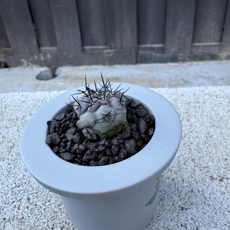 B-98サボテン Copiapoa 鉢セット VALIEM cinerea 黒王丸　コピアポア　copiapoa 多肉植物 Copiapoa 綴化 黒王丸 コピアポア サボテン