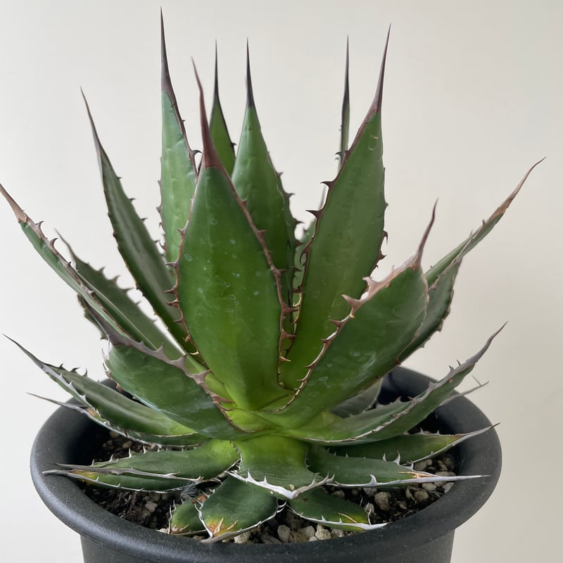 新着】Agave Horrida【国産の間違えなく美しい優良株】 アガベ ホリダ