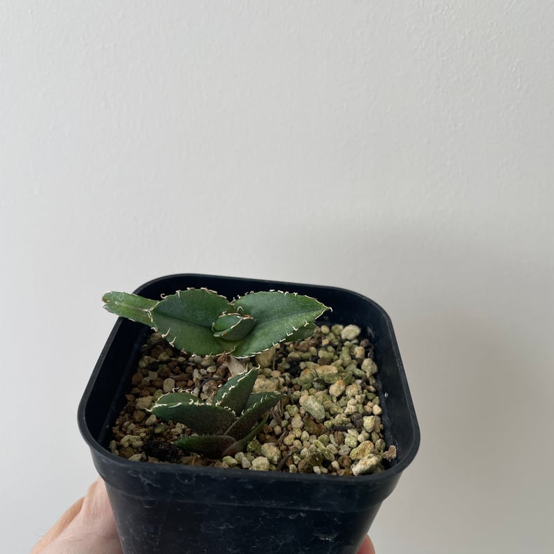 新着】Agave titanota【選抜実生・タグ落ち株】 アガベ チタノタ | 青坊主-a...