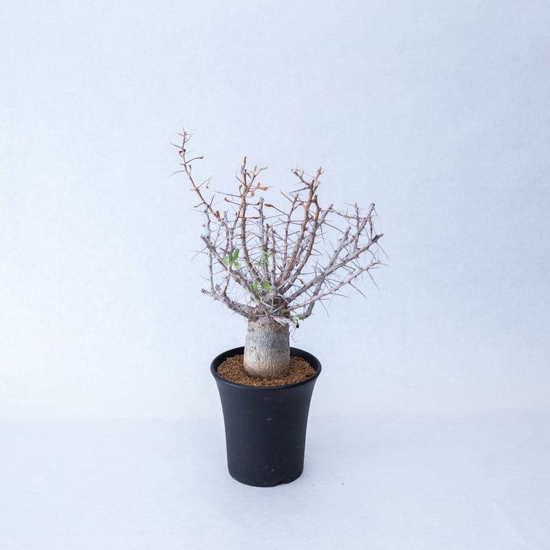 良型 観峰玉 フォークイエリア コルムナリス いとおしく fouquieria 実生