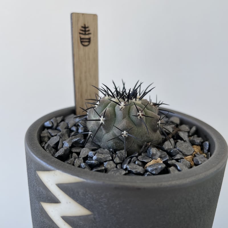 新着】Copiapoa bridgesii 舞竜丸 × VMM4 コピアポア ブリトゲシイ