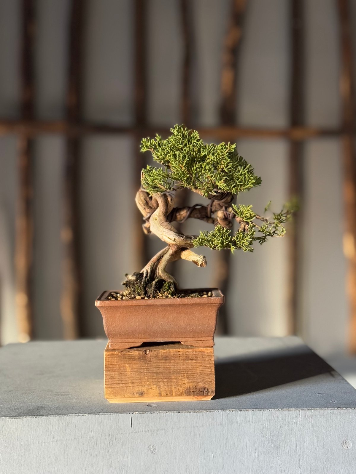 糸魚川真柏　創作盆栽＃13 盆栽 糸魚川真柏
