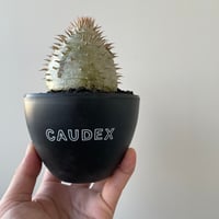 青坊主3周年記念グラ専鉢【VALIEM別注】 | 青坊主-aobouzu- | 塊根植物