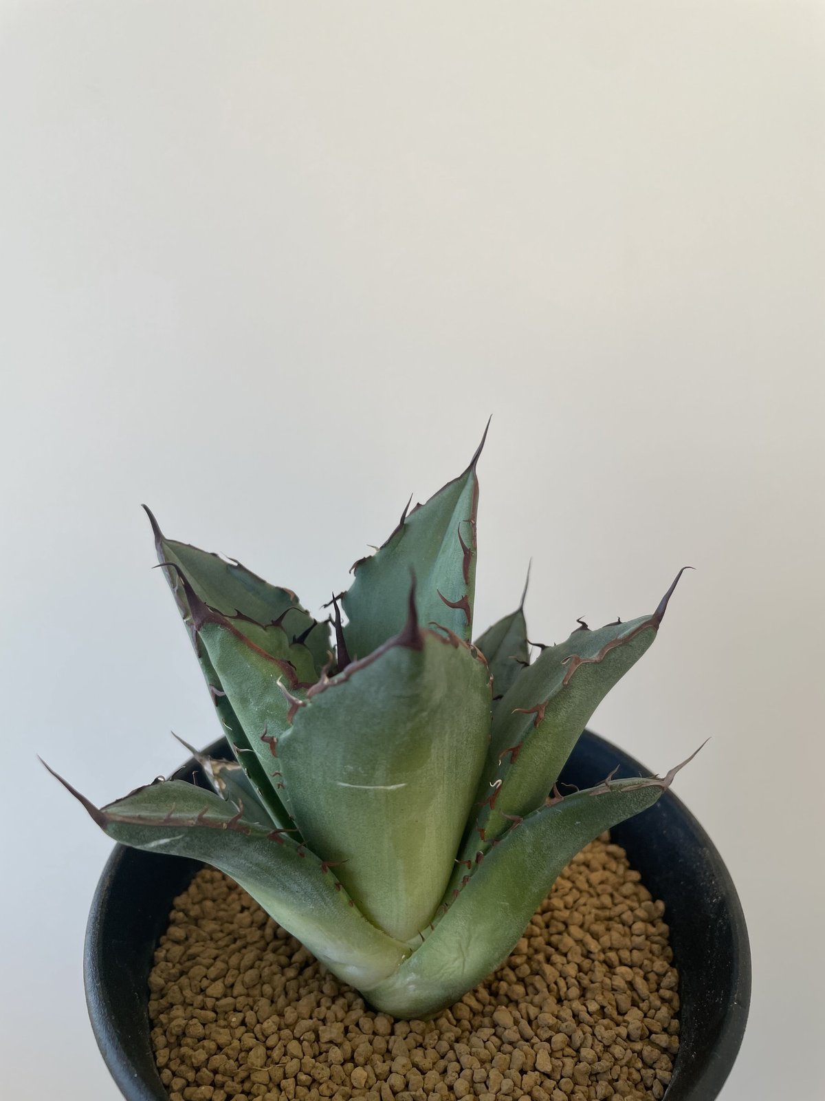 Agave titanota 名前無しの選抜株【子株を一株のみ販売】アガベ