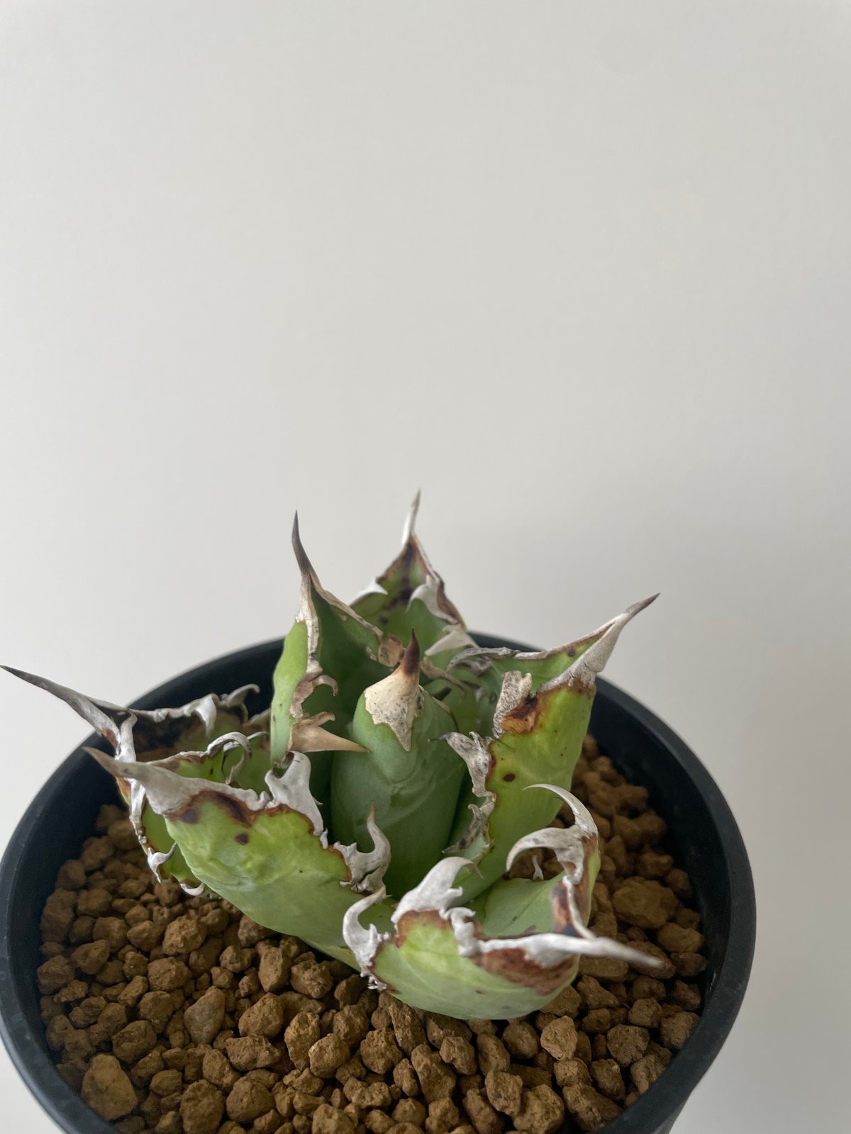 新着】Agave titanota WTC 2020-4 【新潟産アガベ の最高峰】N PL