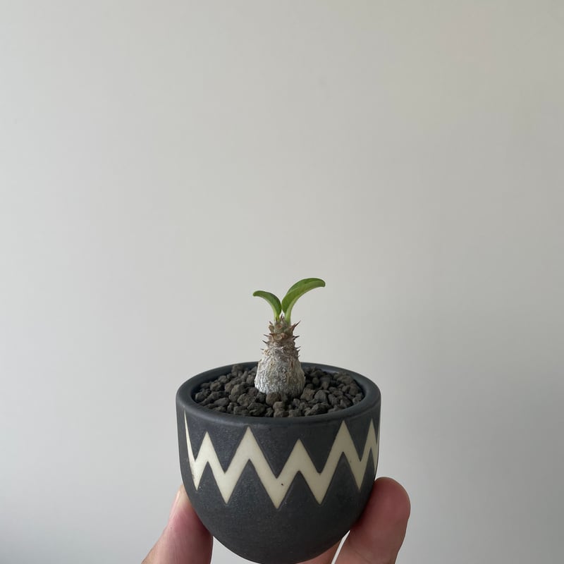 パキポディウム ウィンゾリー選抜実生塊根植物