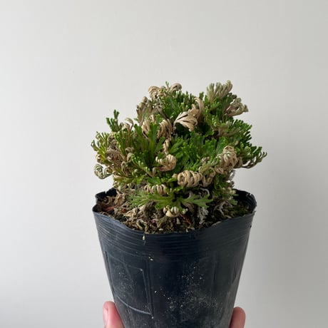 CATEGORY 盆栽-bonsai- | 青坊主-aobouzu- | 塊根植物と現代アート