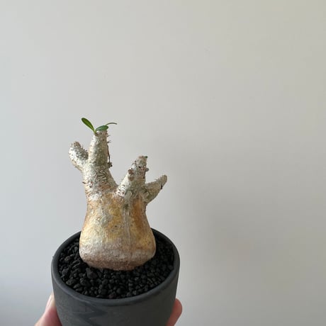 【新着】Pachypodium inopinatum × VALIEM BITTER【Ssize】パキポディウム イノピナツム