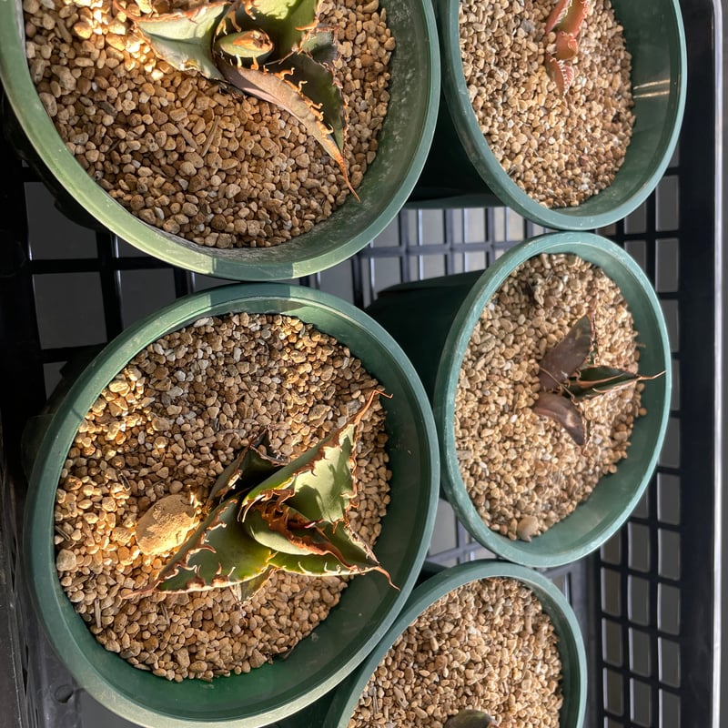 スーパーチタノタ 悪魔くん カクタスグリーン super titanota AGAVE