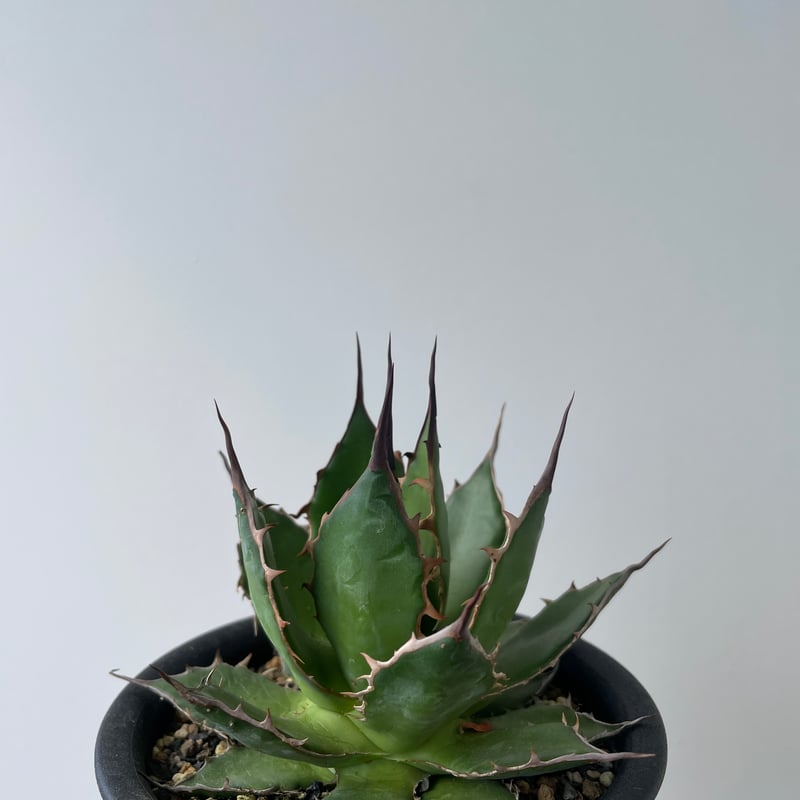 Y*Y様 159 アガベ ホリダ 極上株 極上強刺 Agave horrida 新着・長野県産】Agave Horrida 【間違えなく美しい優良株】 アガベ