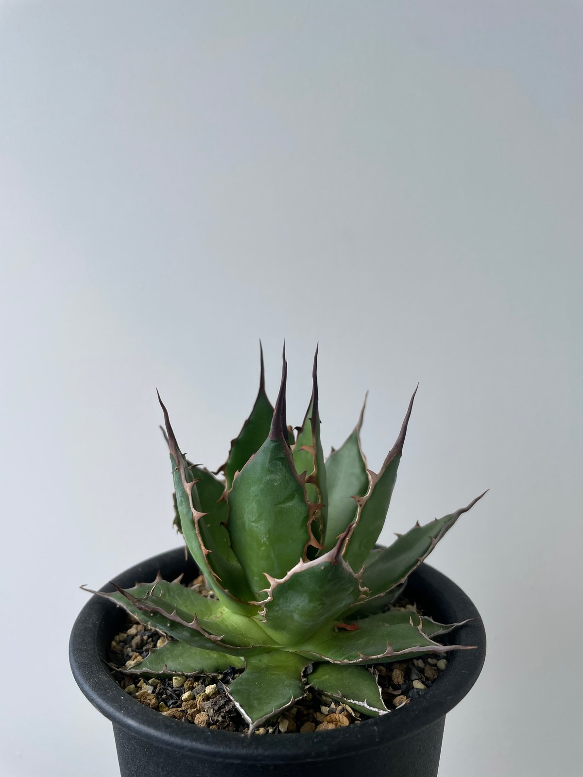 Y*Y様 159 アガベ ホリダ 極上株 極上強刺 Agave horrida 654 アガベ