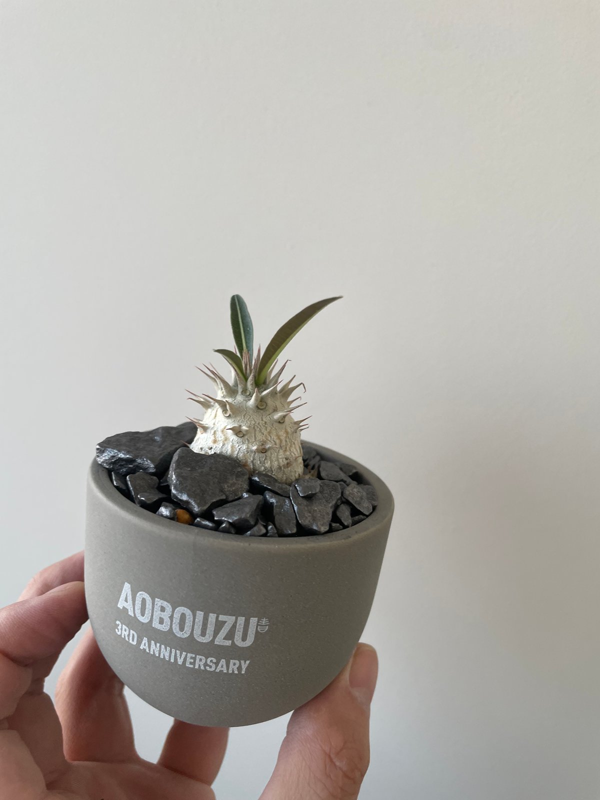 AOBOUZU 3rd Anniversary 植木鉢 グレー グラ専鉢 青坊主 sサイズ 2点