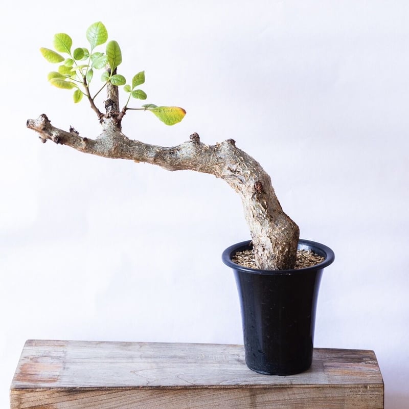 新着】Commiphora guidotti【高騰中の人気灌木】コミフォラ