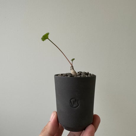 【新着】Pelargonium mirabile × GHOST WARP【冬型コーデックス】 ペラルゴニウム ミラビレ