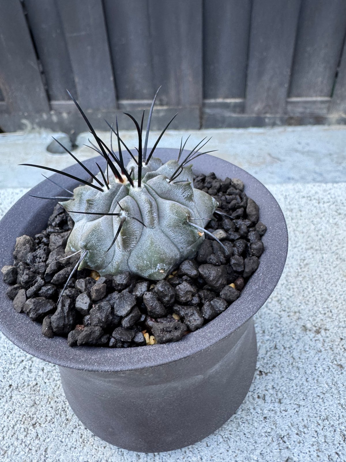 極上品】Copiapoa dealbata × VALIEM GHOST【俺の黒士冠】コピア