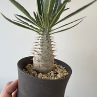 新着】お化けグラキリス鉢 2【陶芸家