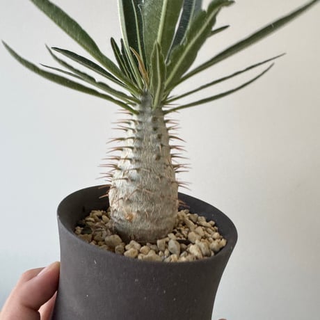 valiem 鉢 新旧モデル まとめ売り 新品 2025年最新】valiem鉢の人気