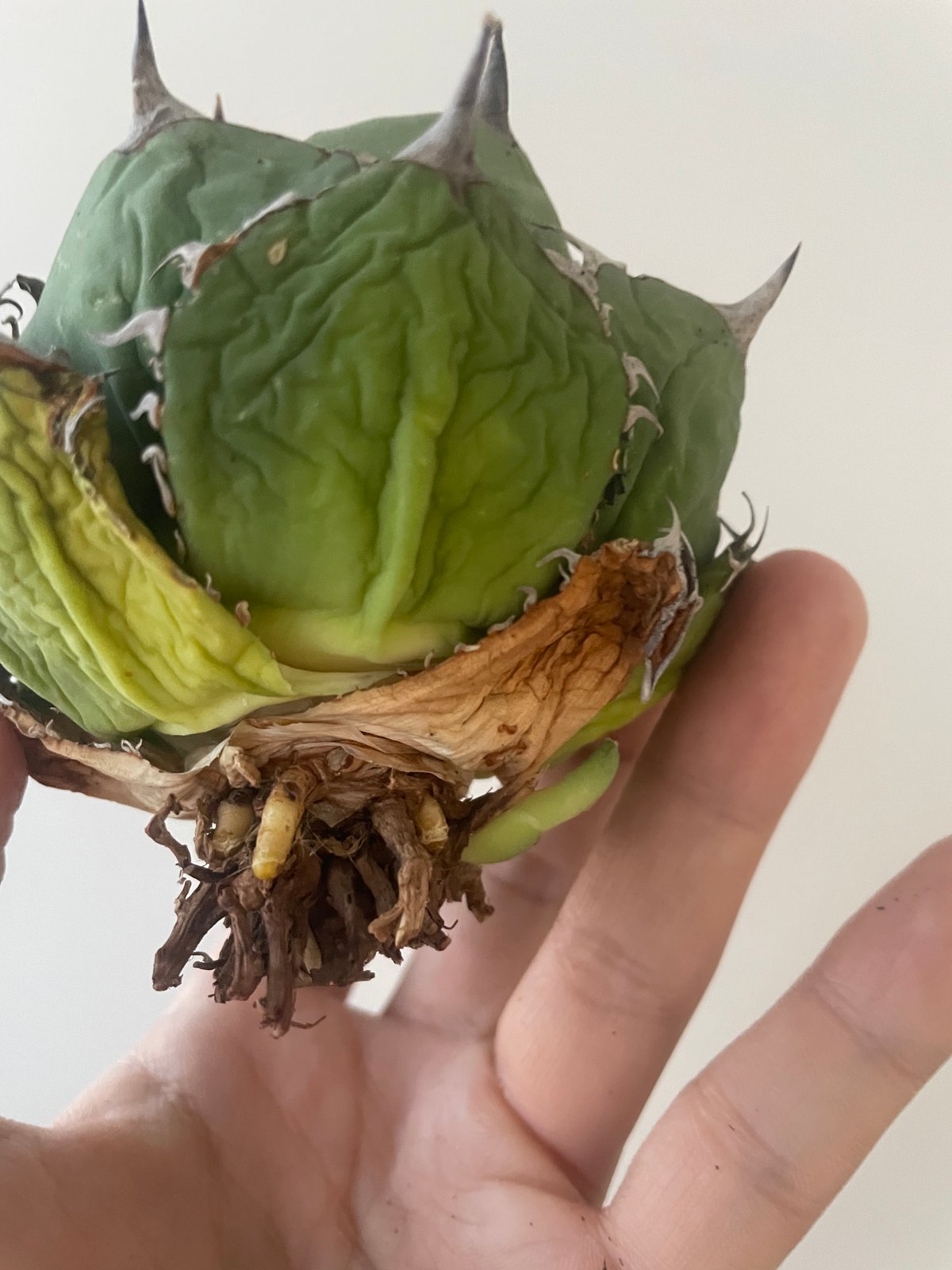 新着】Agave titanota スーパーボウル【インドネシア産】アガべ