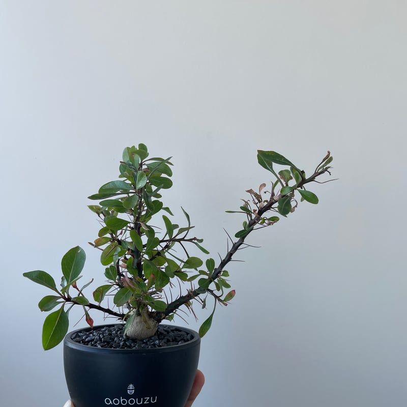 極上品】Fouquieria fasciculata【激レア塊根・ぷっくり選抜実生 極上品】Fouquieria fasciculata【激レア塊根・ぷっくり選抜実生
