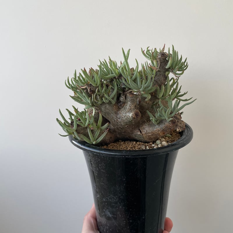 チレコドン　ペアルソニー Tylecodon pearsonii【チレコドン・ペアルソニー】 | RIMO'S GREEN