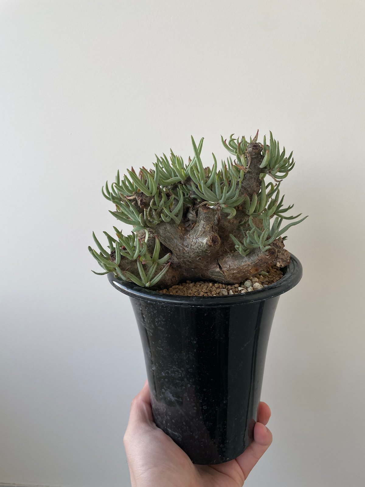 極上逸品】Tylecodon pearsonii【最高な冬型塊根】チレコドン 極上逸品】Tylecodon pearsonii【最高な冬型塊根】チレコドン