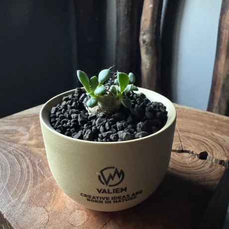 チレコドンレティキュラーツス | STORES