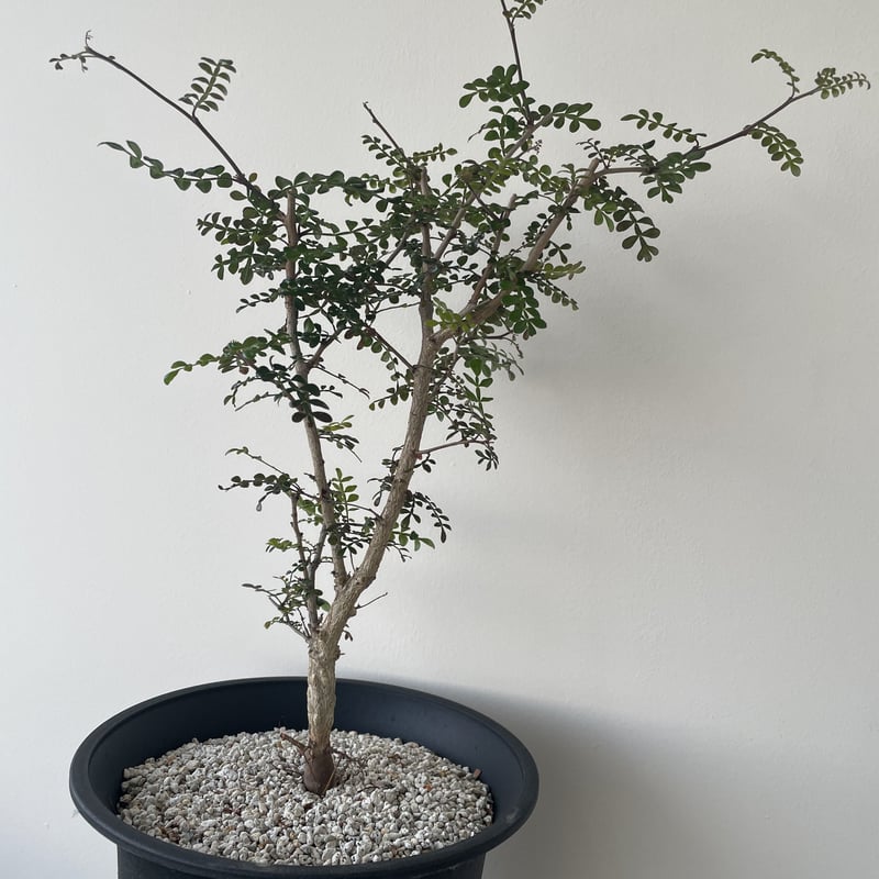 八房ミツバツツジ/株立ち【現品発送】管理60681 【公式通販】