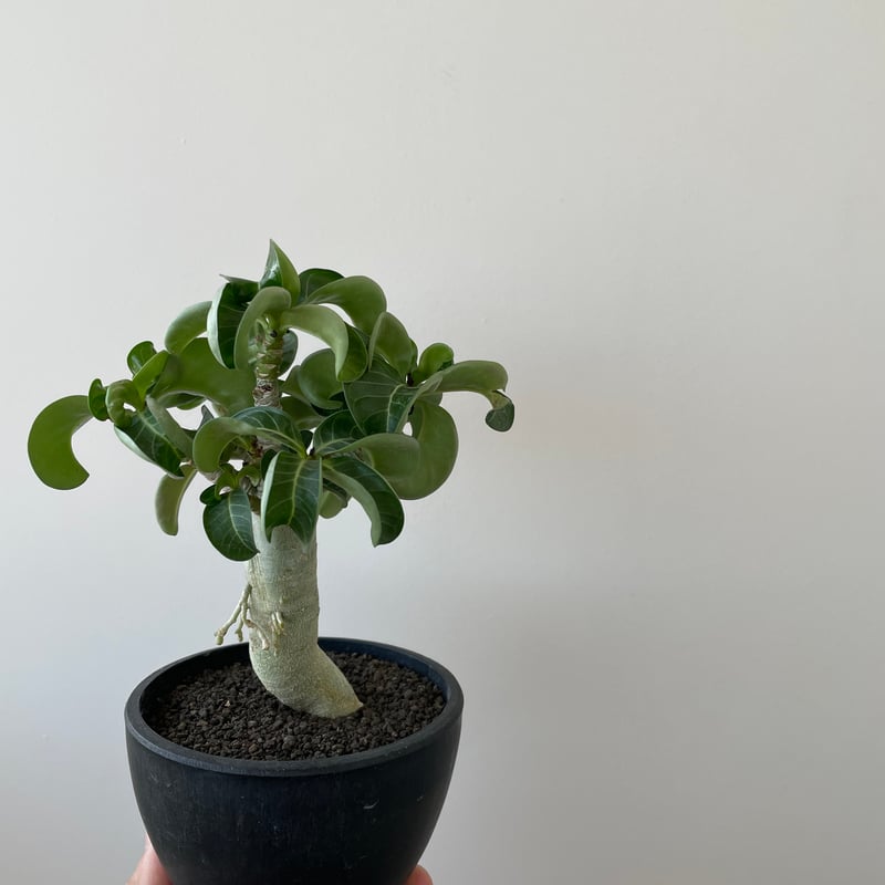 新着】Adenium arabicum D.H.A【特選の小型株】アデニウム アラビカム