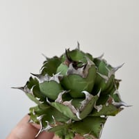 アガベ スーパーチタノタ　Agave super titanota アガベ・スーパーチタノタを手に入れた！ | すごいグリーン