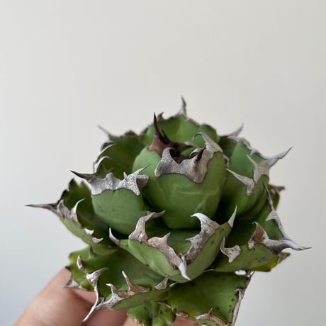 CATEGORY アガベ -agave- | 青坊主-aobouzu- | 塊根植物と現代アート