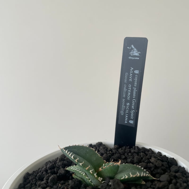 新着】Agave OTEROI SICILIANA【最高の国内TC苗】アガベ オテロイ シチ