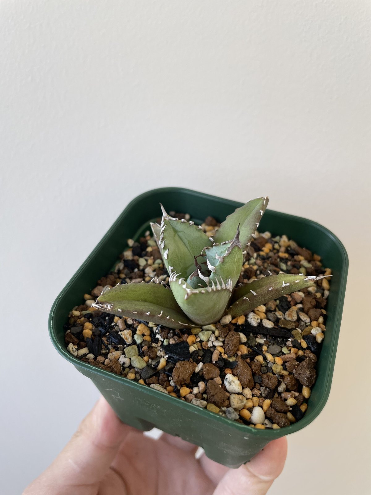 白火焔/ホワイトファイアー アガベチタノタ 子株 lize血統】Agave