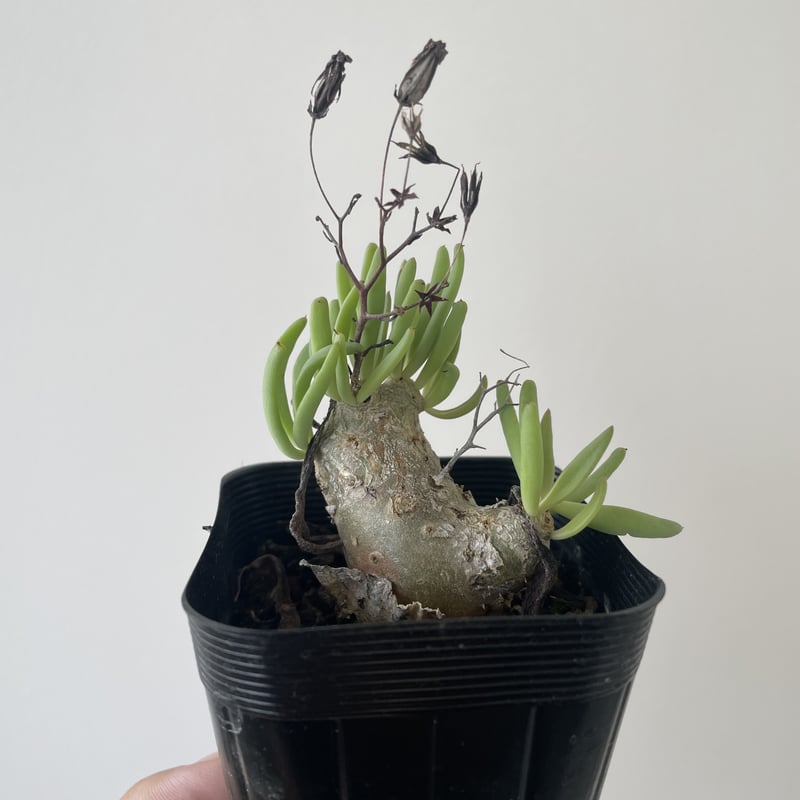 新着】Tylecodon reticulatus 2 万物想【可愛い国内実生】チレコドン