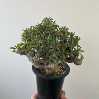 【新着】Euphorbia guillauminiana【ぎっしり詰まった塊根植物】 ユーフォルビア ギラウミニアナ