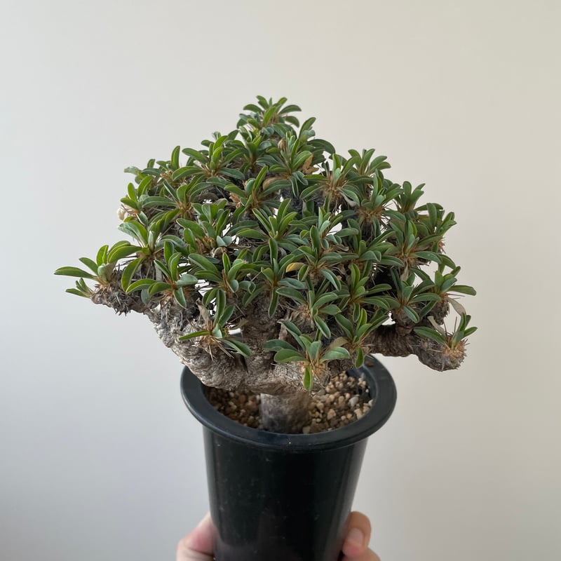 【現品】塊根植物・ギラウミニアウナ 一番分岐が多いメガギラウの植え替え。(写真1〜5枚目) おそらく