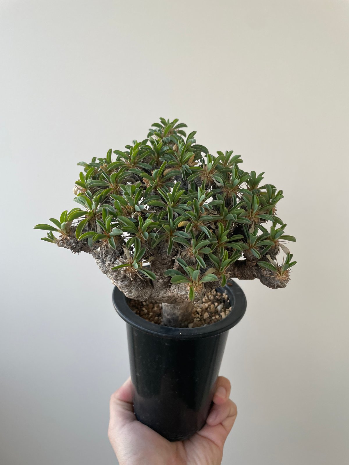 新着】Euphorbia guillauminiana【ぎっしり詰まった塊根植物】 ユーフォ