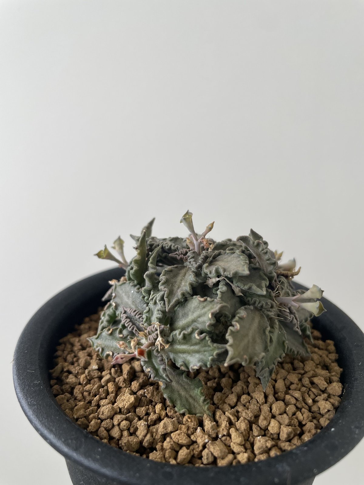 新着】Euphorbia tulearensis【国内実生の希少種】ユーフォルビア 