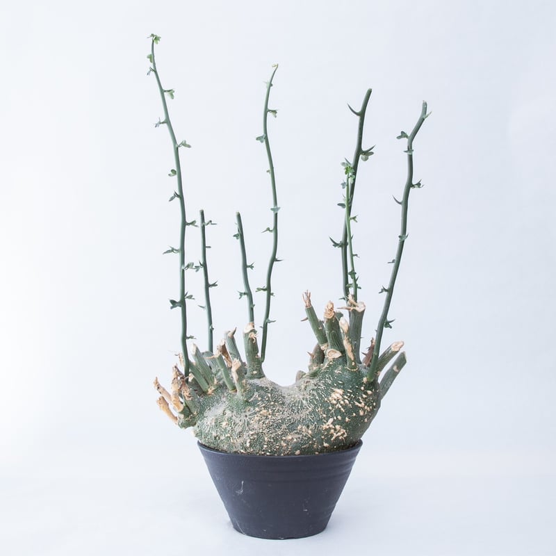 アデニア グロボーサ 小株 手乗り アデニア グロボーサ 小株 手乗り