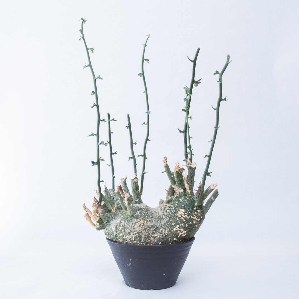 アデニア グロボーサ fit=scale-down,w=1200